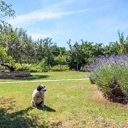 Angelina's Garden Place, Max 6 Persons, Near Pula *